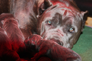 old world cane corso